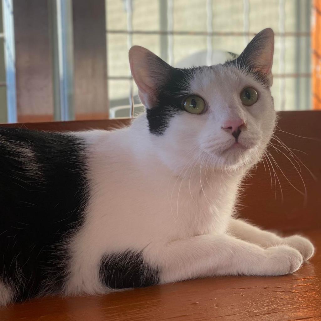 Enlarge Excelsa, a Adoptable Domestic Short Hair in Tucson, AZ image 1/6