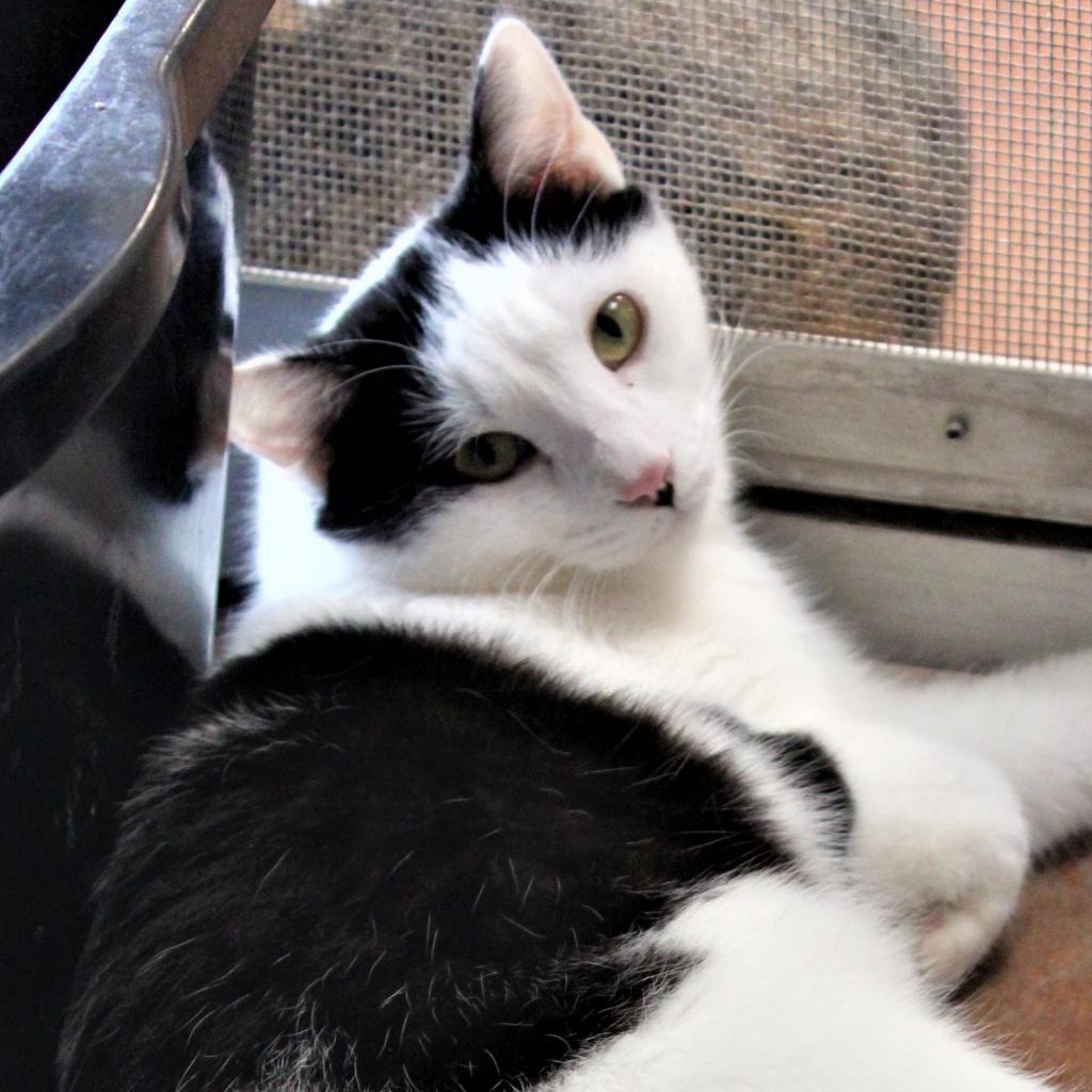 Enlarge Excelsa, a Adoptable Domestic Short Hair in Tucson, AZ image 2/6