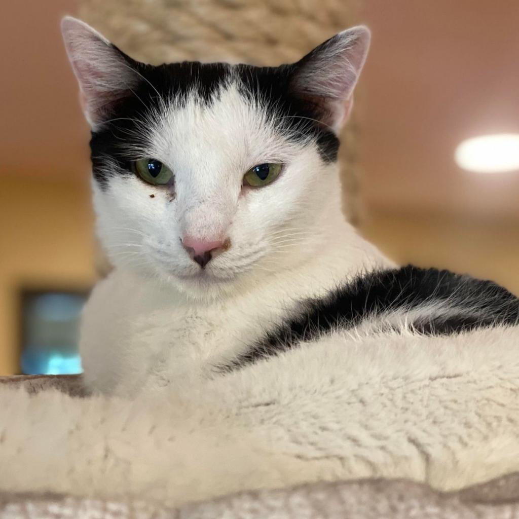 Enlarge Excelsa, a Adoptable Domestic Short Hair in Tucson, AZ image 4/6