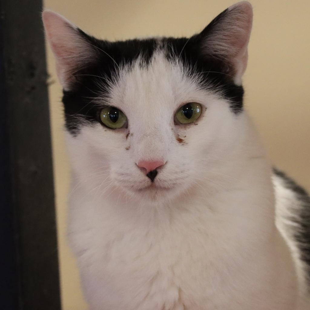 Enlarge Excelsa, a Adoptable Domestic Short Hair in Tucson, AZ image 5/6