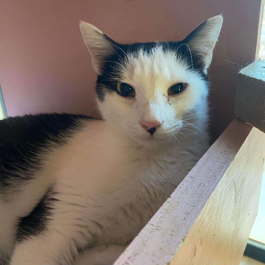 Enlarge Excelsa, a Adoptable Domestic Short Hair in Tucson, AZ image 6/6