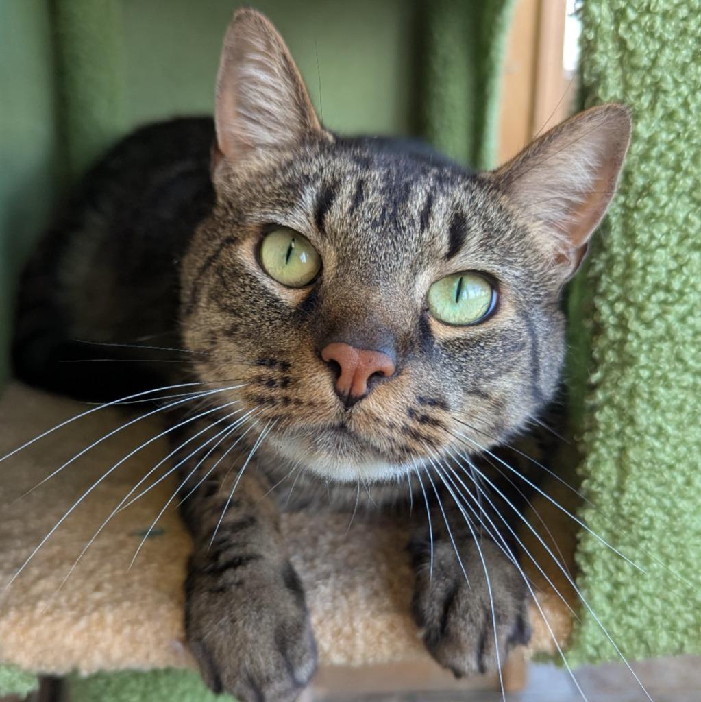 Enlarge Squirrel, a Adoptable mixed breed in Aberdeen, WA image 1/4