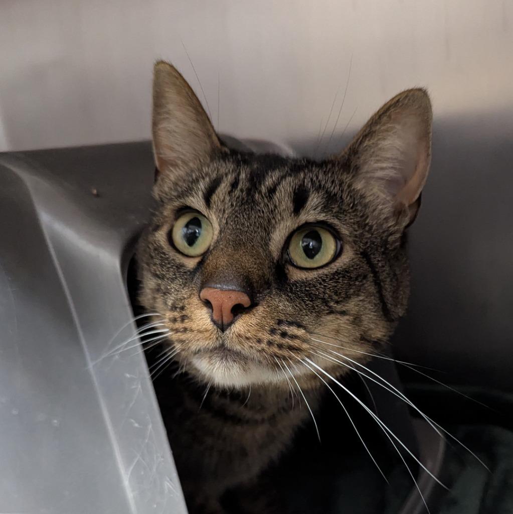 Enlarge Squirrel, a Adoptable mixed breed in Aberdeen, WA image 1/1