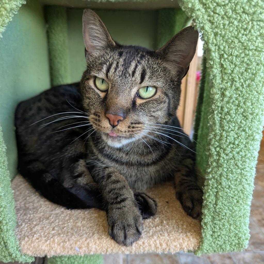 Enlarge Squirrel, a Adoptable mixed breed in Aberdeen, WA image 3/4