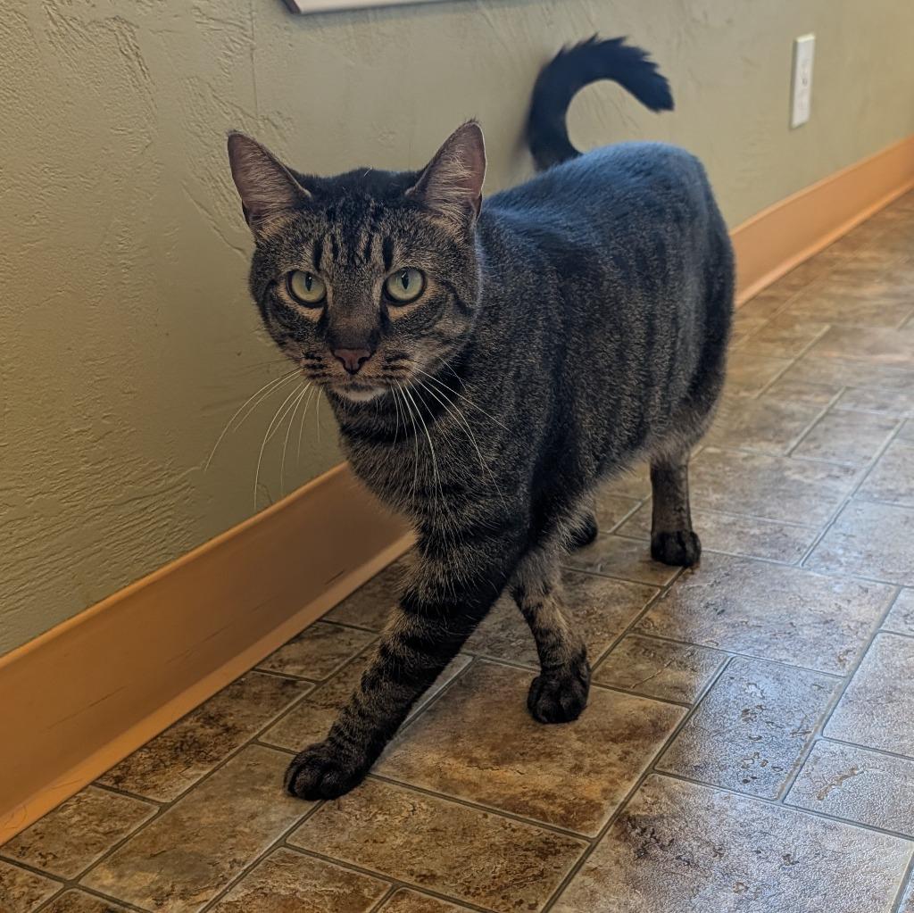 Enlarge Squirrel, a Adoptable mixed breed in Aberdeen, WA image 4/4