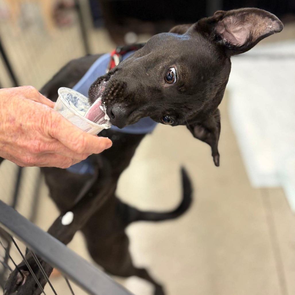 Munchie, Adoptable, Adult Female Mixed Breed.