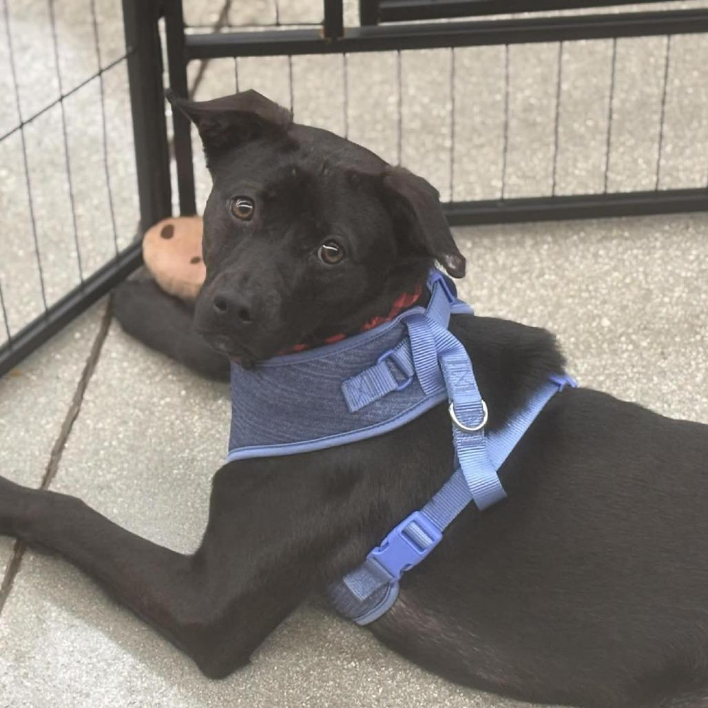 Munchie, a Adoptable Mixed Breed in Fort Lauderdale, FL image 2/5