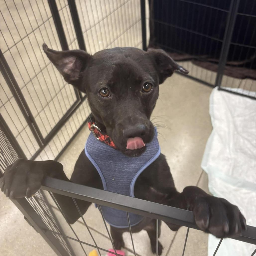 Munchie, a Adoptable Mixed Breed in Fort Lauderdale, FL image 3/5