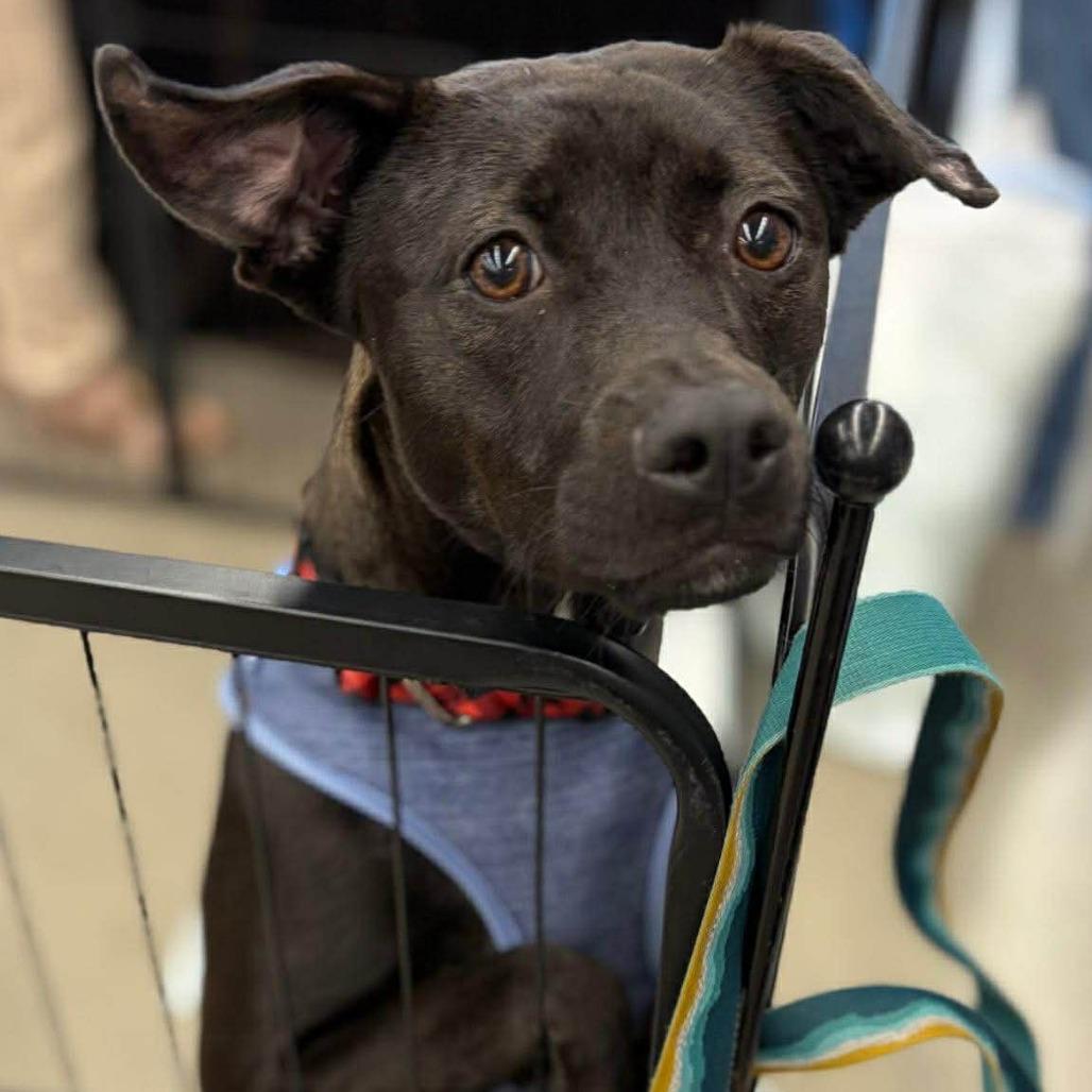 Munchie, a Adoptable Mixed Breed in Fort Lauderdale, FL image 4/5