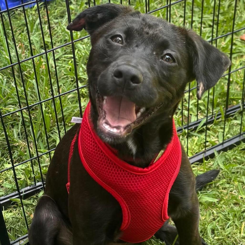 Munchie, a Adoptable Mixed Breed in Fort Lauderdale, FL image 5/5