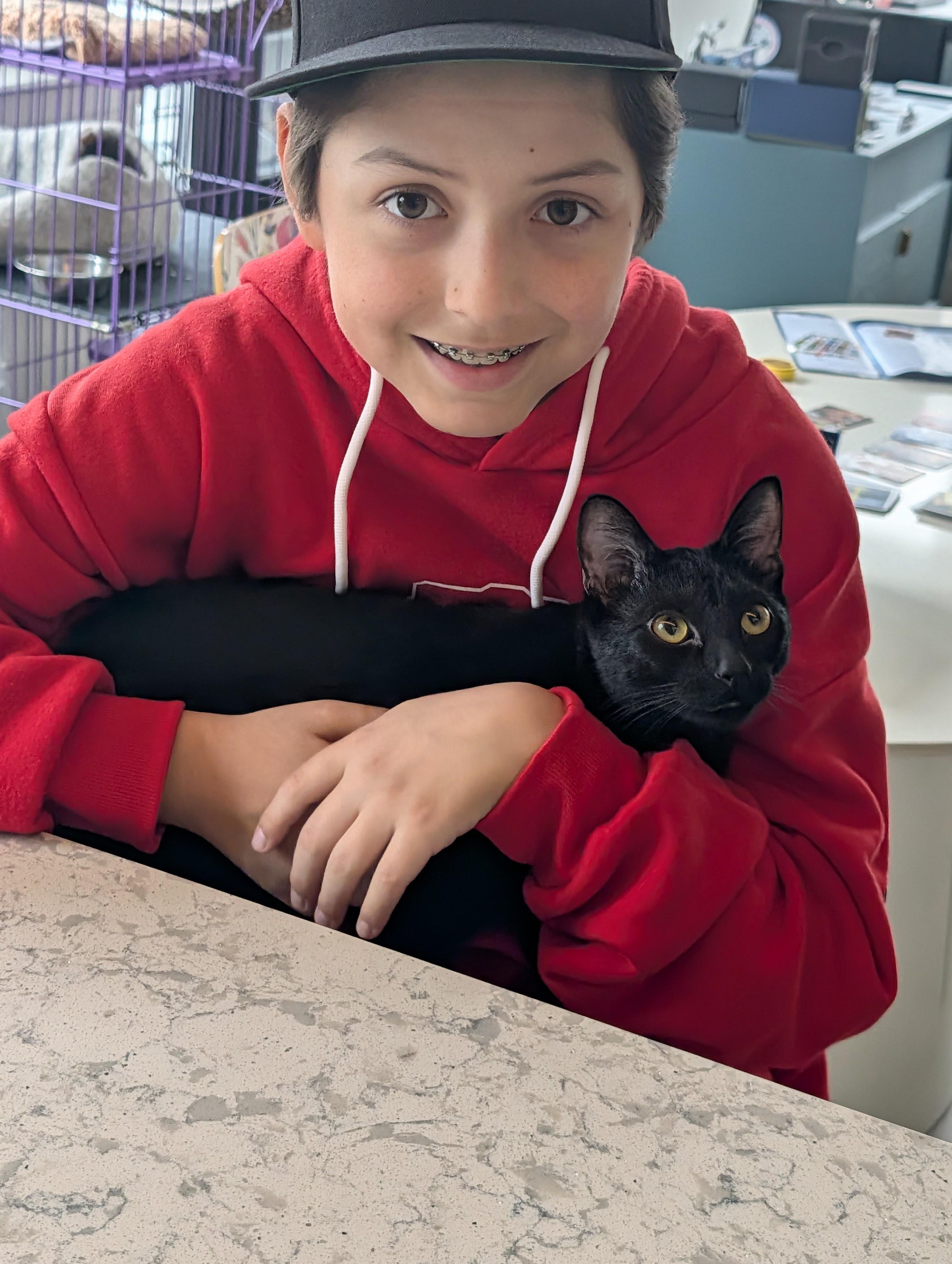 Moose, a ADOPTABLE American Shorthair in brooklyn, NY image 2/5
