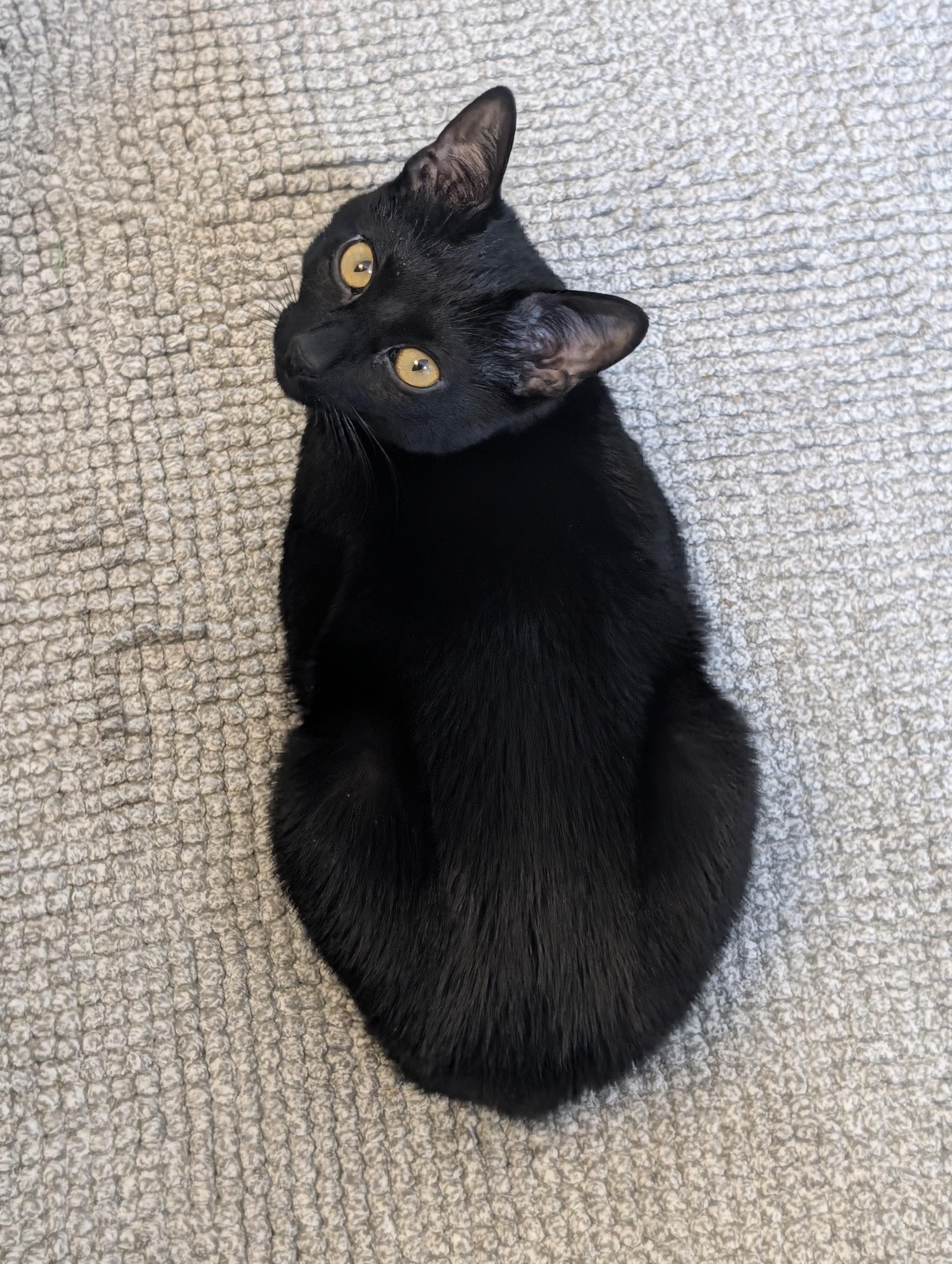 Moose, a ADOPTABLE American Shorthair in brooklyn, NY image 1/5