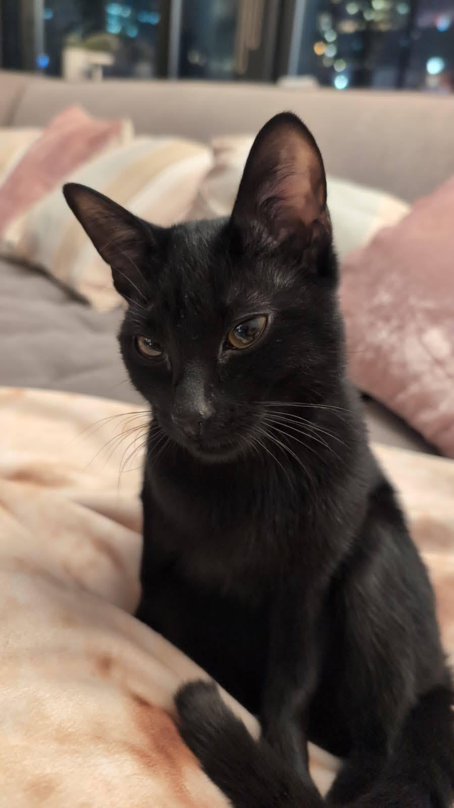 Moose, a ADOPTABLE American Shorthair in brooklyn, NY image 3/5