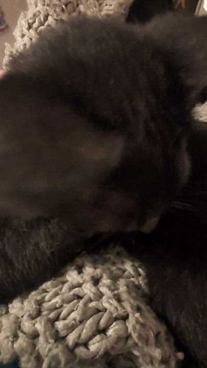 Enlarge Moose, a ADOPTABLE American Shorthair in brooklyn, NY video 4/5