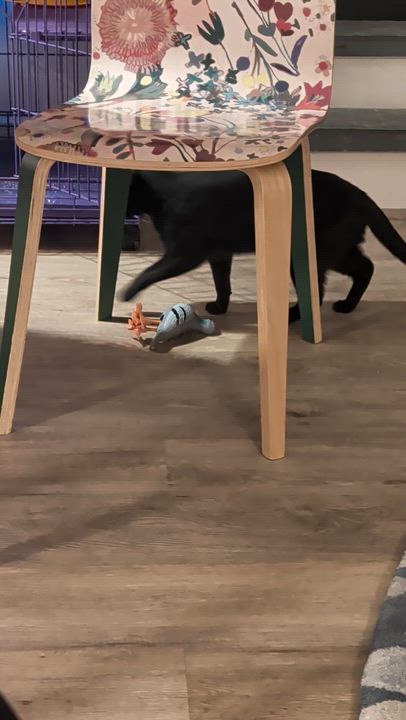 Enlarge Moose, a ADOPTABLE American Shorthair in brooklyn, NY video 5/5