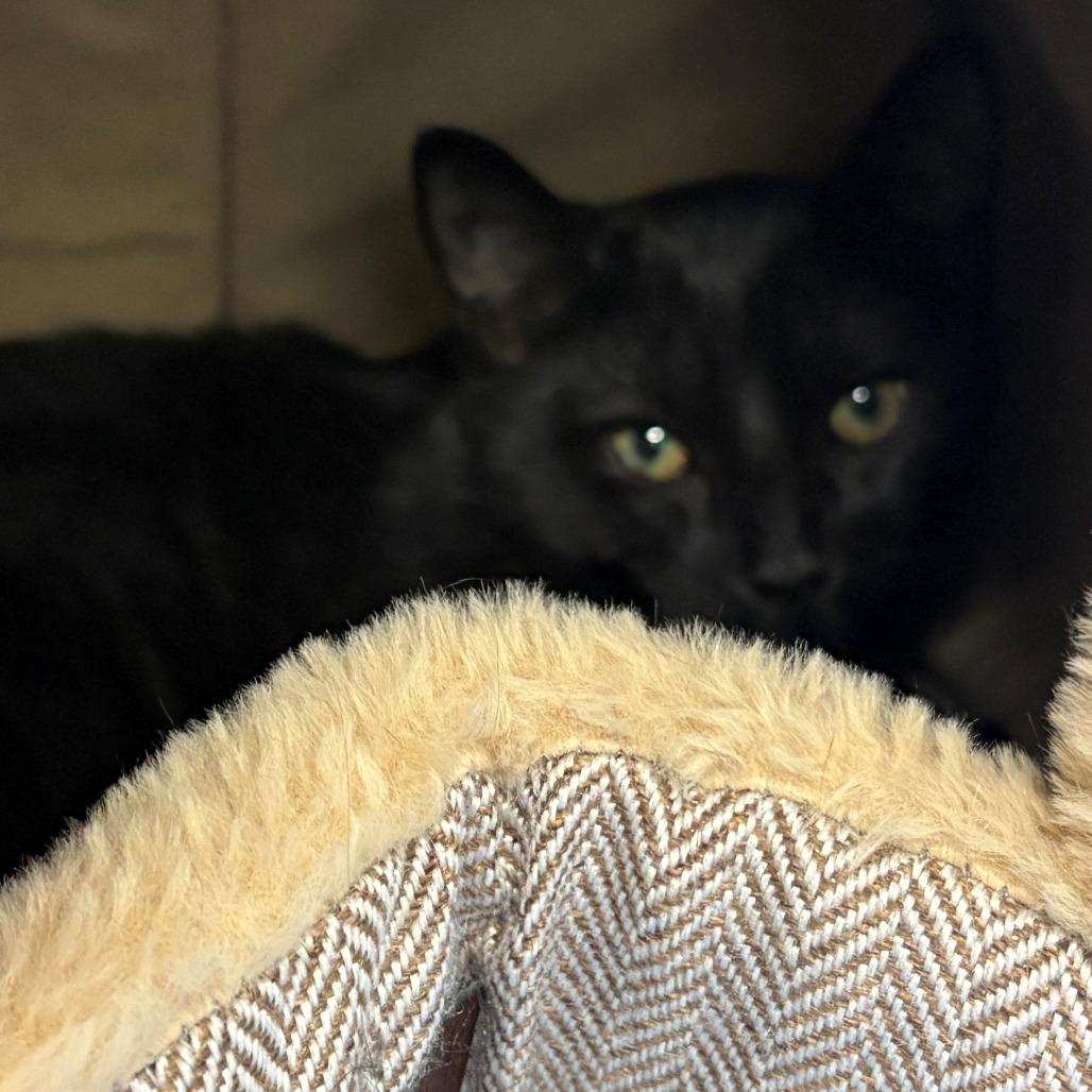 Enlarge Echo, a Adoptable Domestic Short Hair in East Hanover, NJ image 1/2