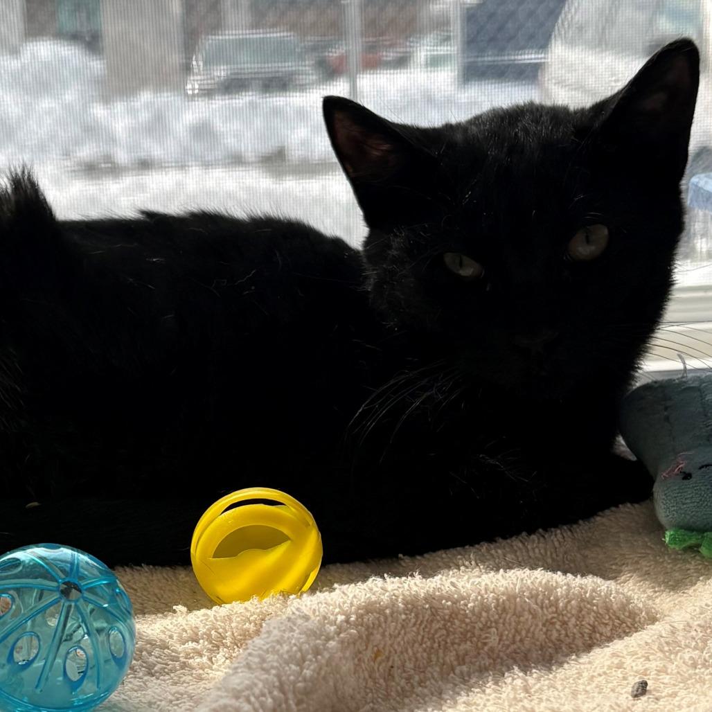 Enlarge Echo, a Adoptable Domestic Short Hair in East Hanover, NJ image 2/2