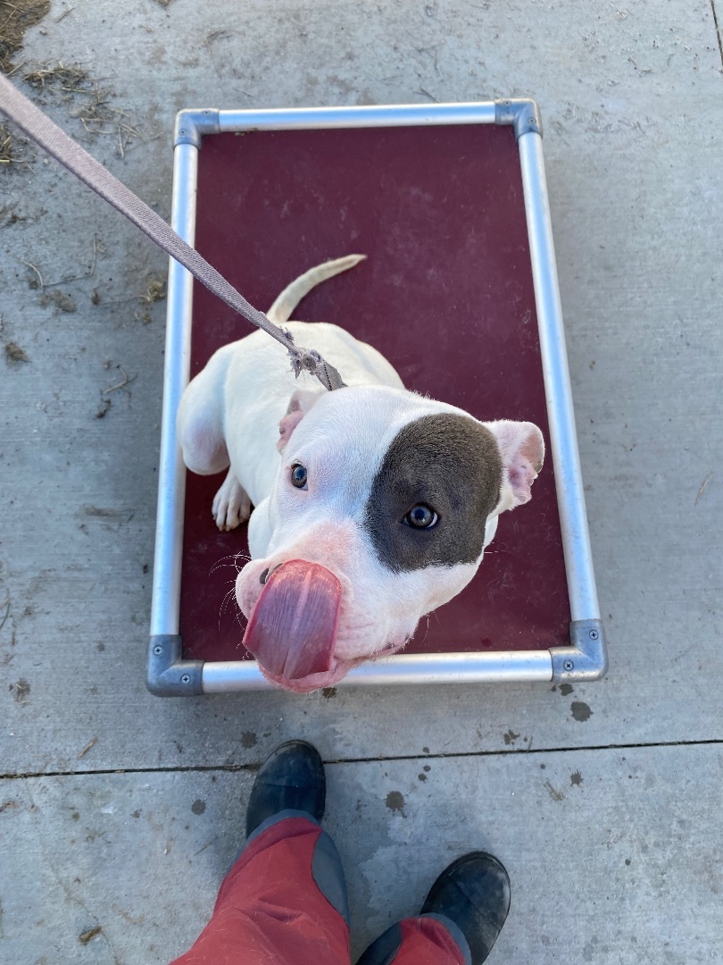 Draco, Adopted, Puppy Male Mixed Breed.