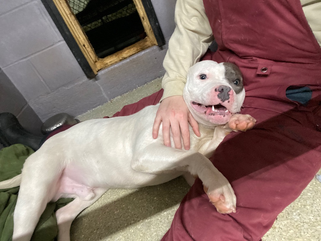 Enlarge Draco, a Adopted Mixed Breed in Atchison, KS image 2/6