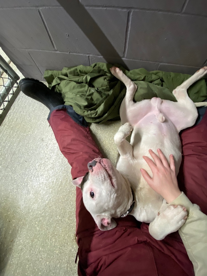 Enlarge Draco, a Adopted Mixed Breed in Atchison, KS image 3/6