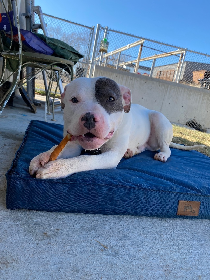 Enlarge Draco, a Adopted Mixed Breed in Atchison, KS image 4/6