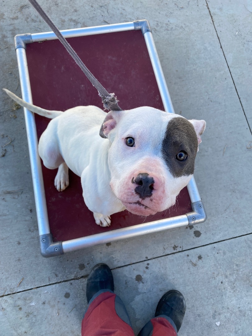 Enlarge Draco, a Adopted Mixed Breed in Atchison, KS image 5/6