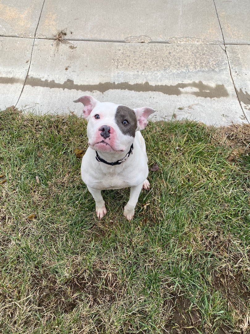 Enlarge Draco, a Adopted Mixed Breed in Atchison, KS image 6/6