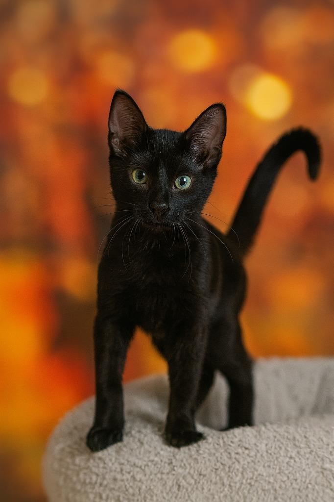 Stevie, Adoptable, Young Female Domestic Short Hair.