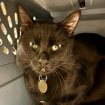 Enlarge Tippy Tappy, an adopted Domestic Short Hair in Lansing, MI image 1/1