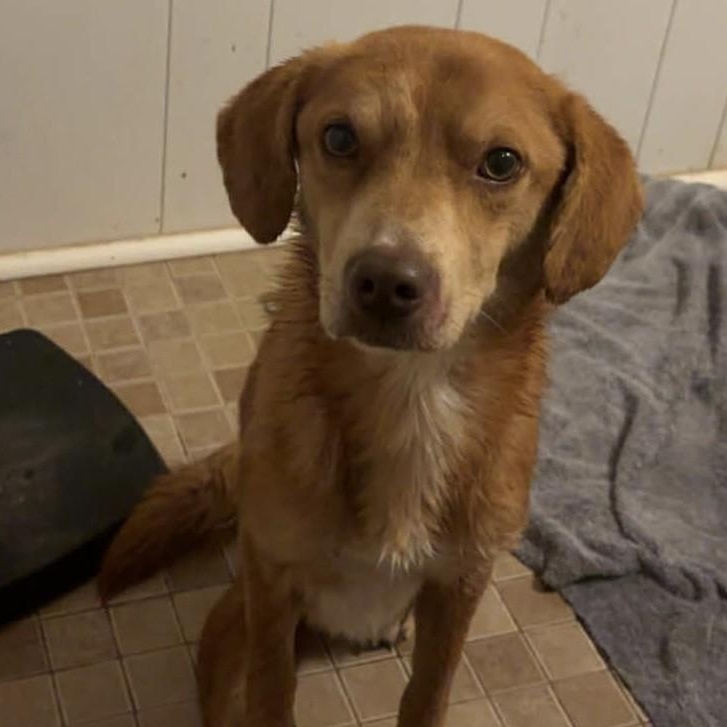 Harvey, Adoptable, Puppy Male Beagle.