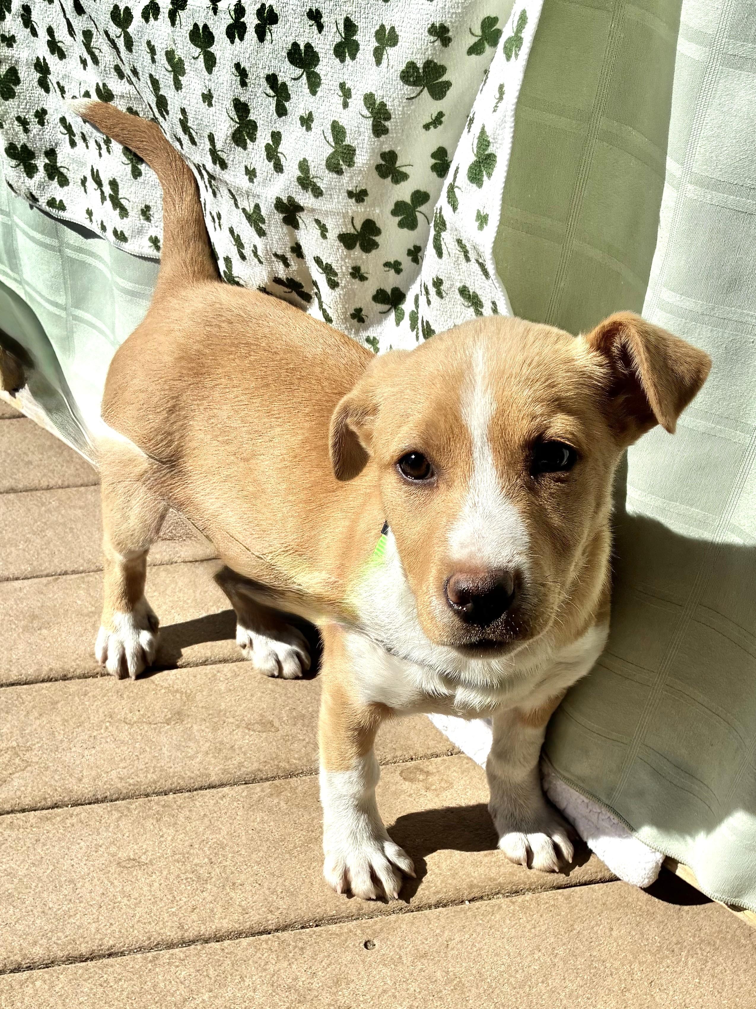 Patsee, Adoptable, Puppy Female Labrador Retriever.