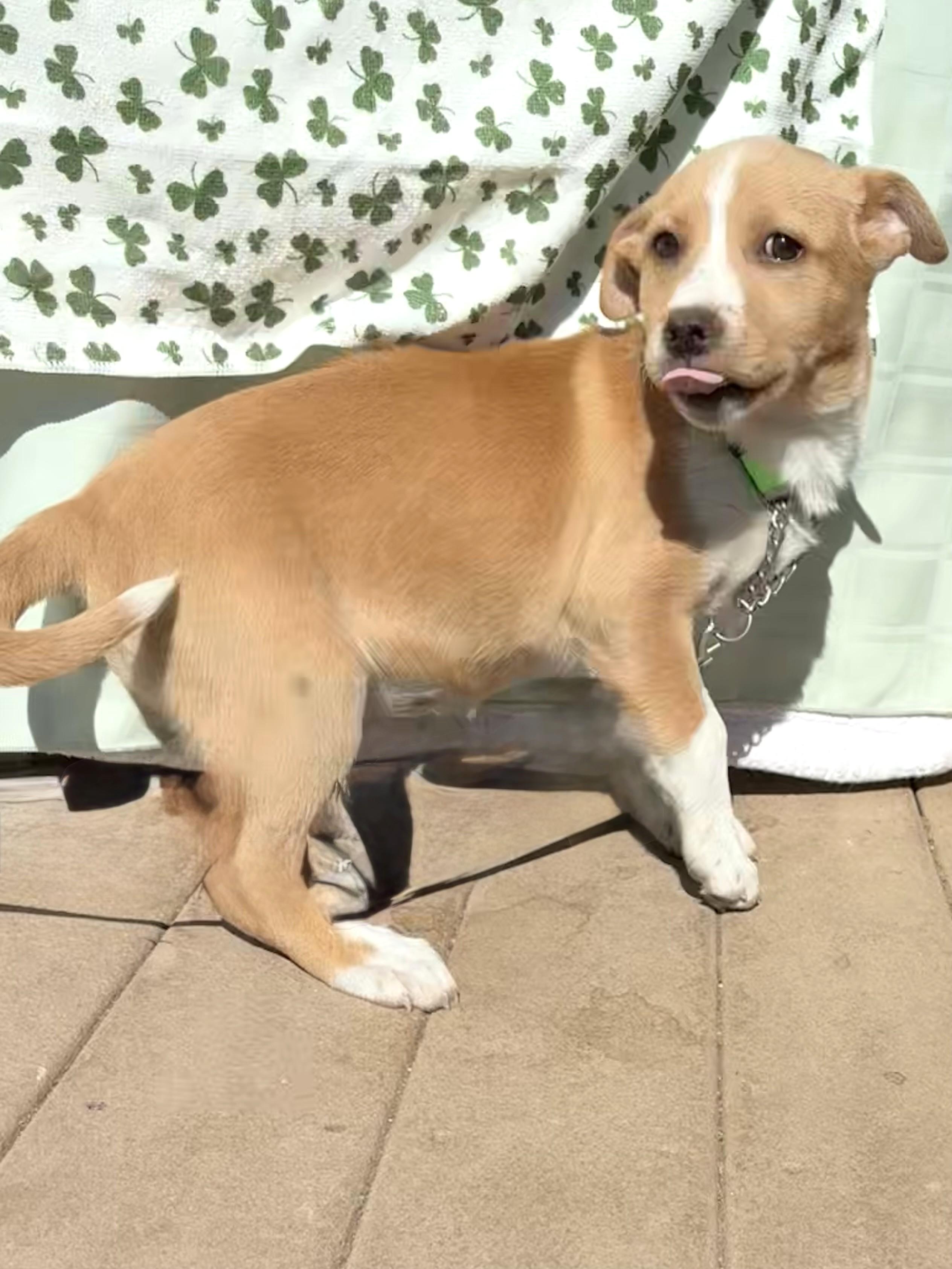 Enlarge Patsee, a Adoptable mixed breed in West Chicago, IL image 2/3