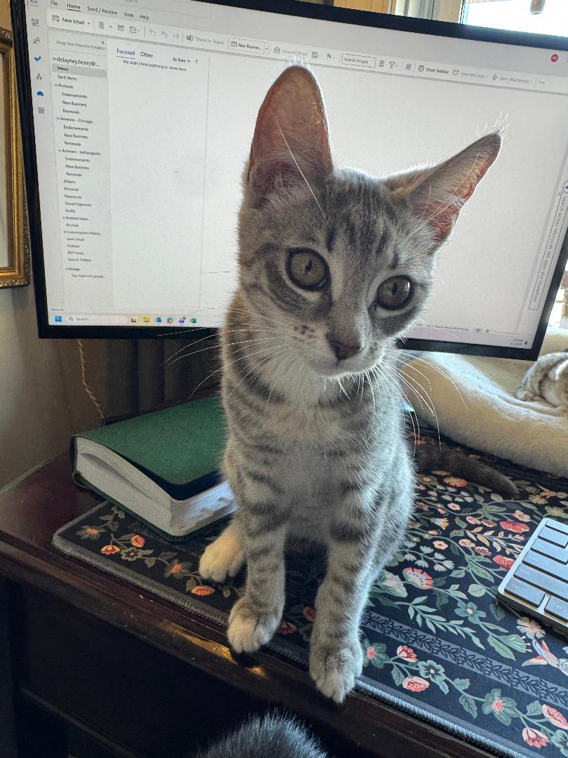 WINNIE, a ADOPTABLE Domestic Short Hair in Chicago, IL image 2/4