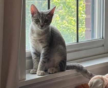 WINNIE, ADOPTABLE, Young Female Domestic Short Hair.