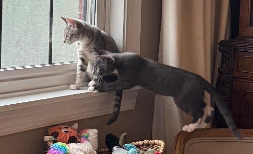 WINNIE, a ADOPTABLE Domestic Short Hair in Chicago, IL image 3/4