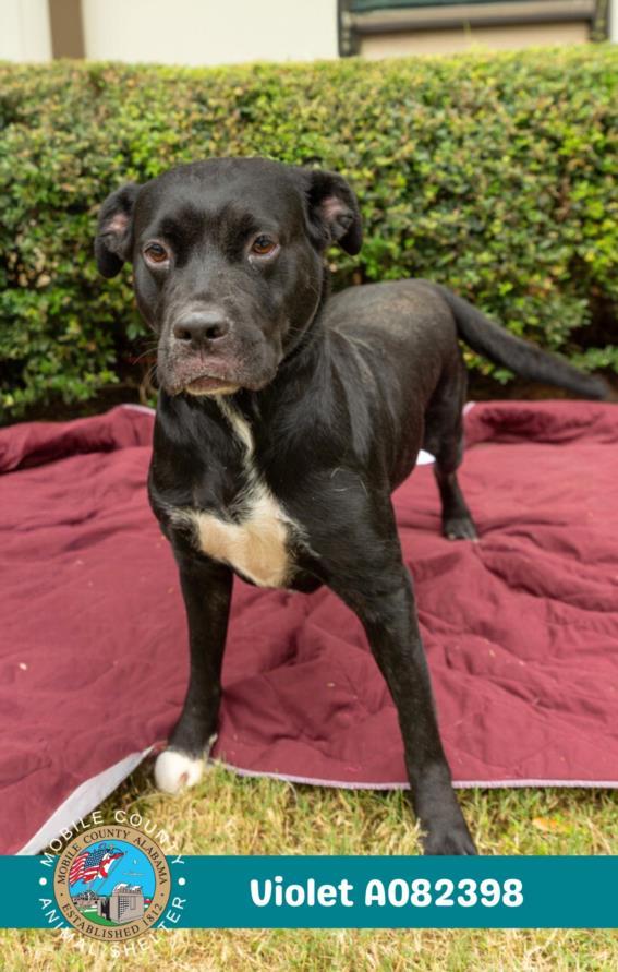 VIOLET, Adoptable, Adult Female Labrador Retriever & American Bulldog.