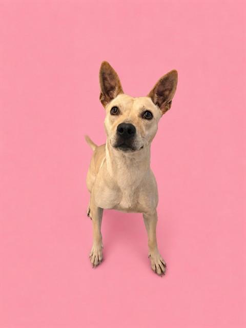 Enlarge BESSY, a Adoptable mixed breed in Miami, FL image 1/1