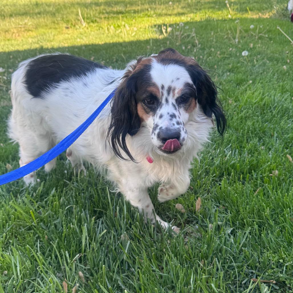 Cooper, Adoptable, Adult Male Brittany Spaniel & Mixed Breed.
