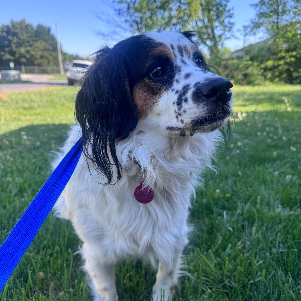 Cooper, a Adoptable mixed breed in Inwood, WV image 3/4