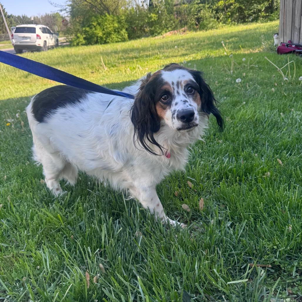 Cooper, a Adoptable mixed breed in Inwood, WV image 4/4