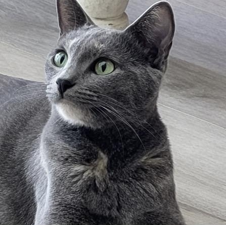 Enlarge Starlett, a ADOPTABLE mixed breed in Santa Rosa, CA image 1/1
