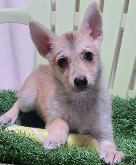 John, Adoptable, Puppy Male Pomeranian & Chihuahua.