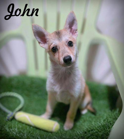 Enlarge John, a Adoptable mixed breed in Anaheim Hills, CA image 2/3