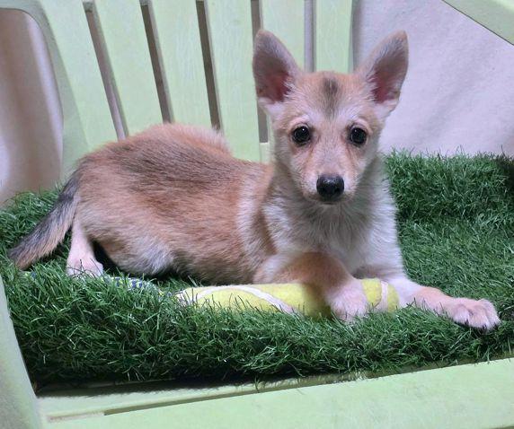 Enlarge John, a Adoptable mixed breed in Anaheim Hills, CA image 3/3