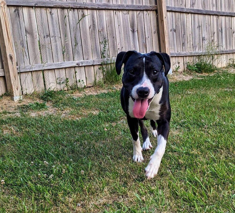 Enlarge Millie, a Adoptable mixed breed in Indianapolis, IN image 1/1