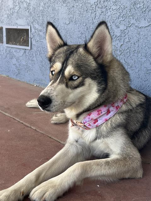 MILLIE, Adoptable, Adult Female Siberian Husky.