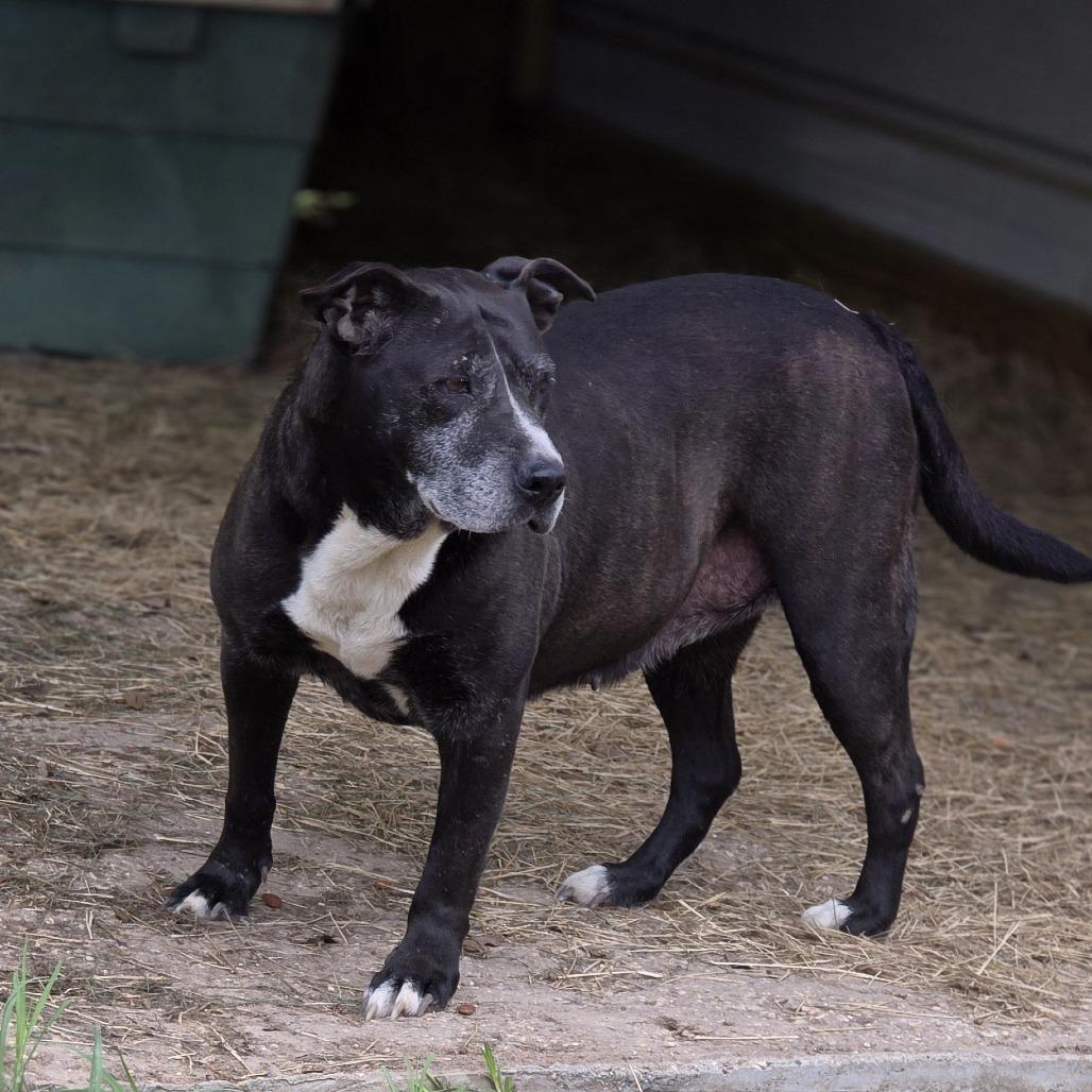 Enlarge Brandi, a Adoptable Pit Bull Terrier in Albany, NY image 1/1