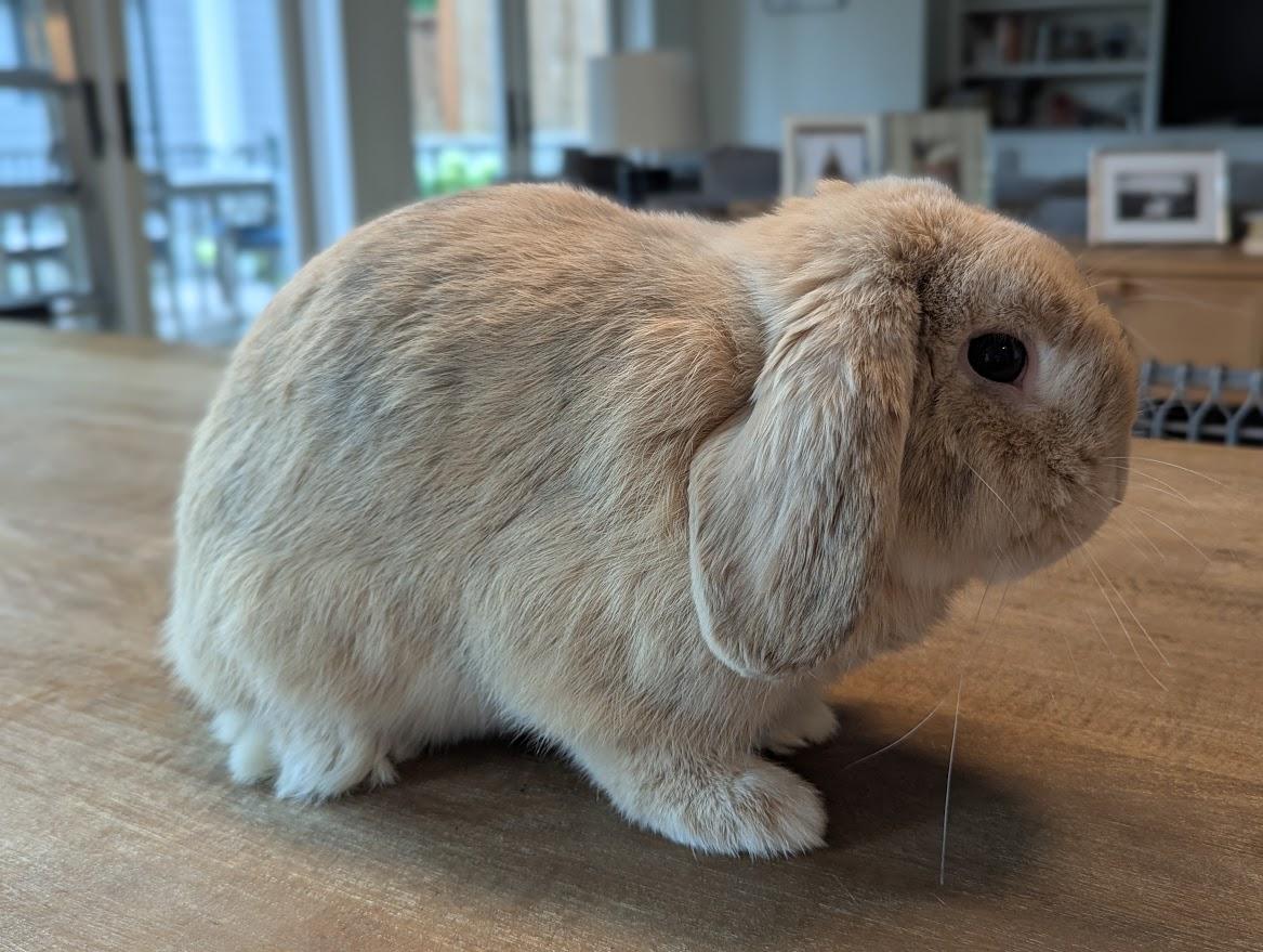 Enlarge Lincoln, a Adopted Holland Lop in CARNATION, WA image 3/3