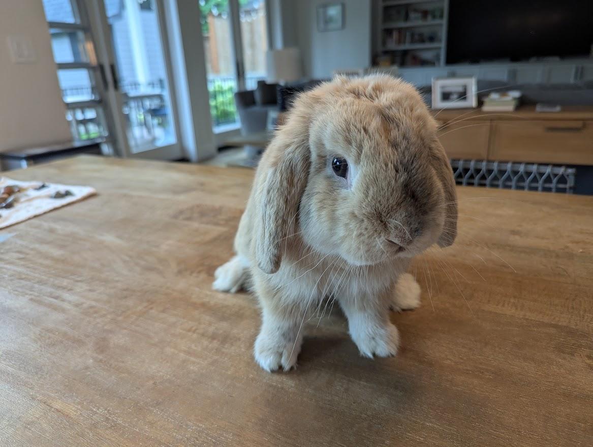 Enlarge Lincoln, a Adopted Holland Lop in CARNATION, WA image 2/3
