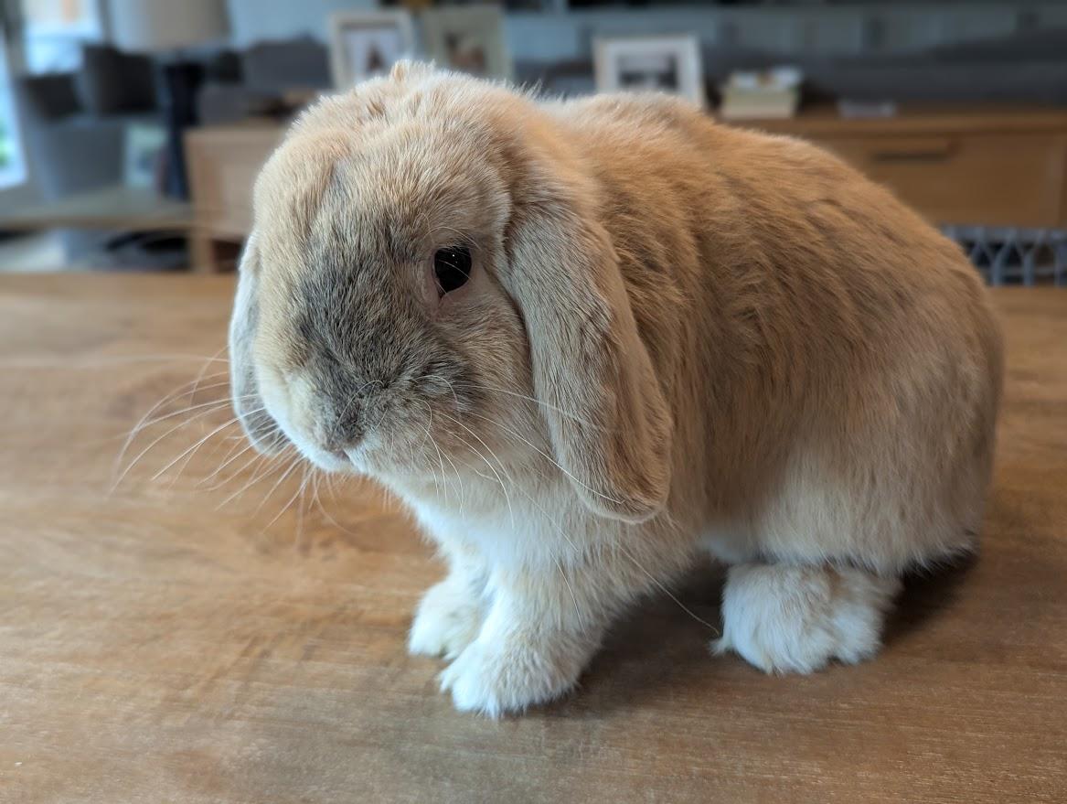 Lincoln, Adopted, Young Male Holland Lop.